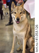 Czechoslovak wolf dog. Стоковое фото, фотограф Анна Кривицкая / Фотобанк Лори