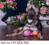 Cute puppy lying on the floor with flowers. Стоковое фото, фотограф Анна Кривицкая / Фотобанк Лори