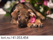 Cute puppy lying on the floor with flowers. Стоковое фото, фотограф Анна Кривицкая / Фотобанк Лори