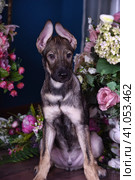 Cute puppy lying on the floor with flowers. Стоковое фото, фотограф Анна Кривицкая / Фотобанк Лори
