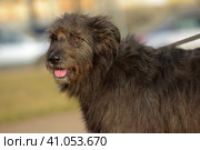 Dog mestizo terrier for a walk in the summer. Стоковое фото, фотограф Анна Кривицкая / Фотобанк Лори
