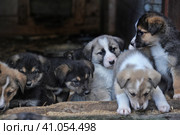 Puppies. Стоковое фото, фотограф Анна Кривицкая / Фотобанк Лори