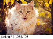 Осень, кошка, кот, рыжий кот. Стоковое фото, фотограф Андрей Макаренко / Фотобанк Лори