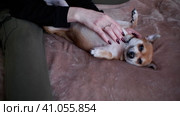 The girl strokes and scratches a contented little dog lying on the bed. Стоковое видео, видеограф Алексей Гекало / Фотобанк Лори