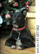 Black puppy in a red collar in the new year at the Christmas tree in Christmas. Стоковое фото, фотограф Анна Кривицкая / Фотобанк Лори