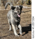 Gray dog crossbreed Caucasian shepherd on a leash. Стоковое фото, фотограф Анна Кривицкая / Фотобанк Лори
