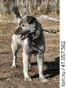 Gray dog crossbreed Caucasian shepherd on a leash. Стоковое фото, фотограф Анна Кривицкая / Фотобанк Лори