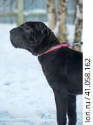 Black sharpei with poor skin and coat. Стоковое фото, фотограф Анна Кривицкая / Фотобанк Лори