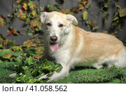 Happy beige with a white dog cur on the background of grass and leaves. Стоковое фото, фотограф Анна Кривицкая / Фотобанк Лори
