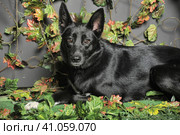 Black dog mestizo on a background of green. Стоковое фото, фотограф Анна Кривицкая / Фотобанк Лори
