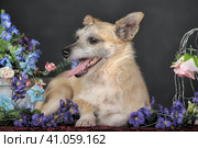 Happy dog mestizo terrier among flowers against a dark background in the studio. Стоковое фото, фотограф Анна Кривицкая / Фотобанк Лори