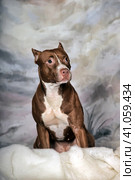 American staffordshire terrier on snow, stafford in winter, running amstaff, jumping stafford, happy terrier at snow, ast in winter. Стоковое фото, фотограф Анна Кривицкая / Фотобанк Лори