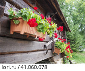 Red zonal geraniums in design. Pelargonium peltatum is species of pelargonium known by common names Pelargonium grandiflorum. Cranesbill or crane's-bill. Green leaves. Floriculture and horticulture. Стоковое фото, фотограф Юлия Петровская / Фотобанк Лори