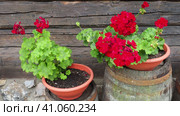 Red zonal geraniums in design. Pelargonium peltatum is species of pelargonium known by common names Pelargonium grandiflorum. Cranesbill or crane's-bill. Green leaves. Floriculture and horticulture. Стоковое видео, видеограф Юлия Петровская / Фотобанк Лори