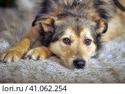 Crossbreed husky and shepherd dogs. Стоковое фото, фотограф Анна Кривицкая / Фотобанк Лори