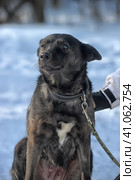 Black pooch dog on a leash. Стоковое фото, фотограф Анна Кривицкая / Фотобанк Лори
