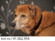 Red old dog,  metis alabai. Стоковое фото, фотограф Анна Кривицкая / Фотобанк Лори