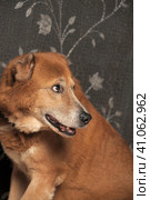 Red old dog, metis alabai. Стоковое фото, фотограф Анна Кривицкая / Фотобанк Лори