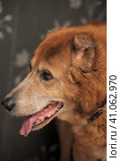 Red old dog,  metis alabai. Стоковое фото, фотограф Анна Кривицкая / Фотобанк Лори