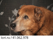 Red old dog,  metis alabai. Стоковое фото, фотограф Анна Кривицкая / Фотобанк Лори