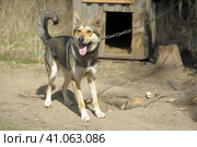Dog pooch, half-breed shepherd dog on a chain. Стоковое фото, фотограф Анна Кривицкая / Фотобанк Лори