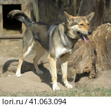 Dog pooch, half-breed shepherd dog on a chain. Стоковое фото, фотограф Анна Кривицкая / Фотобанк Лори