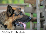 A portrait of an old German shepherd sticking out her tongue in profile. Стоковое фото, фотограф Анна Кривицкая / Фотобанк Лори