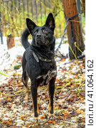 Black mixed breed portrait. Стоковое фото, фотограф Анна Кривицкая / Фотобанк Лори