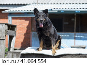 Large black mongrel dog collar in summer. Стоковое фото, фотограф Анна Кривицкая / Фотобанк Лори
