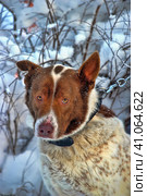 Dog old snow winter cold weather senility sad abandoned. Стоковое фото, фотограф Анна Кривицкая / Фотобанк Лори