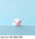 A white seagull with a goofy look on a pink background. Created by AI. Стоковое AI-изображение, AI-художник Ярославский Максим / Фотобанк Лори
