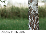 Russian nature and culture. Beautiful background of birch trunks, wood texture. Birch with blossoming leaves in early spring. Стоковое фото, фотограф Photojuli / Фотобанк Лори