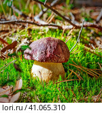 Белый гриб  или борови́к (лат. Boletus edulis) в сосновом бору крупным планом. Караканский бор, Искитимский район Новосибирской области. Стоковое фото, фотограф Евгений Мухортов / Фотобанк Лори