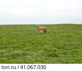 Овца и ягненок в калмыцкой степи. Весна. Стоковое фото, фотограф Ирина Борсученко / Фотобанк Лори