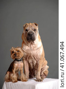 Sharpei and Yorkshire Terrier on the curbstone in the studio. Стоковое фото, фотограф Анна Кривицкая / Фотобанк Лори
