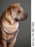 Chinese Shar Pei dog. Стоковое фото, фотограф Анна Кривицкая / Фотобанк Лори