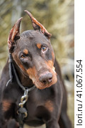 Brown Doberman. Стоковое фото, фотограф Анна Кривицкая / Фотобанк Лори