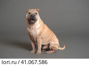 Chinese Shar Pei dog. Стоковое фото, фотограф Анна Кривицкая / Фотобанк Лори