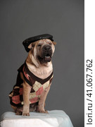 Shar pei dog. Стоковое фото, фотограф Анна Кривицкая / Фотобанк Лори