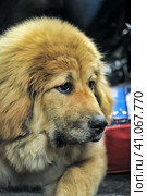 Little security guard - red puppy of Tibetan mastiff sitting on snow. Стоковое фото, фотограф Анна Кривицкая / Фотобанк Лори