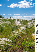 Ковыль красивейший (Stipa pulcherrima K. Koch (семейство Poaceae) в степи. Новосибирская область, Западная сибирь России. Стоковое фото, фотограф Евгений Мухортов / Фотобанк Лори