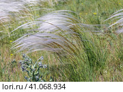 Ковыль красивейший (Stipa pulcherrima K. Koch (семейство Poaceae) в степи. Новосибирская область, Западная сибирь России. Стоковое фото, фотограф Евгений Мухортов / Фотобанк Лори