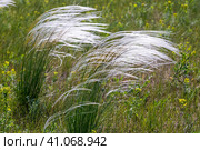 Ковыль красивейший (Stipa pulcherrima K. Koch (семейство Poaceae) в степи. Новосибирская область, Западная сибирь России. Стоковое фото, фотограф Евгений Мухортов / Фотобанк Лори