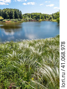 Ковыль красивейший (Stipa pulcherrima K. Koch (семейство Poaceae) на склоне побережья лесного озера в окружении берёз. Новосибирская область, Западная сибирь России. Стоковое фото, фотограф Евгений Мухортов / Фотобанк Лори
