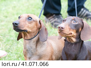 Two brown dachshunds on leashes. Стоковое фото, фотограф Анна Кривицкая / Фотобанк Лори