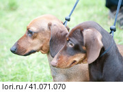 Two brown dachshunds on leashes. Стоковое фото, фотограф Анна Кривицкая / Фотобанк Лори