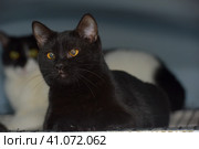 Black shorthaired cat with yellow eyes. Стоковое фото, фотограф Анна Кривицкая / Фотобанк Лори
