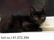 Kitten with an eyesore, a leukoma or an eyesore. Стоковое фото, фотограф Анна Кривицкая / Фотобанк Лори