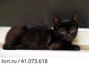 Kitten with an eyesore, a leukoma or an eyesore. Стоковое фото, фотограф Анна Кривицкая / Фотобанк Лори