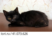 Kitten with an eyesore, a leukoma or an eyesore. Стоковое фото, фотограф Анна Кривицкая / Фотобанк Лори